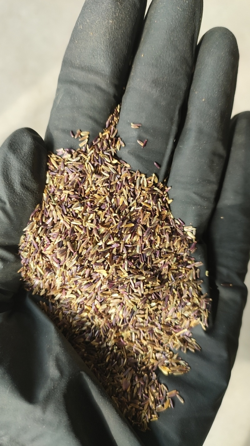 多年生荷兰菊花种子阳台庭院盆栽四季播种开花耐寒易活花种籽