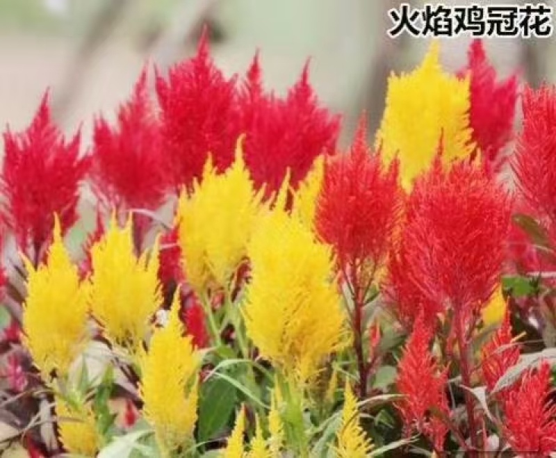 鸡冠花种子厂家货源批发价格全国发货价格便宜欢迎下单咨询