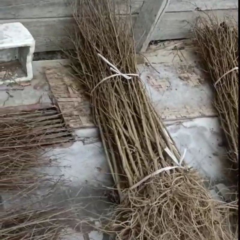 石榴树苗，质量好，成活率高，保湿邮寄，物流，快递方便，