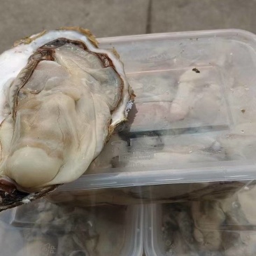 生蚝肉批发
