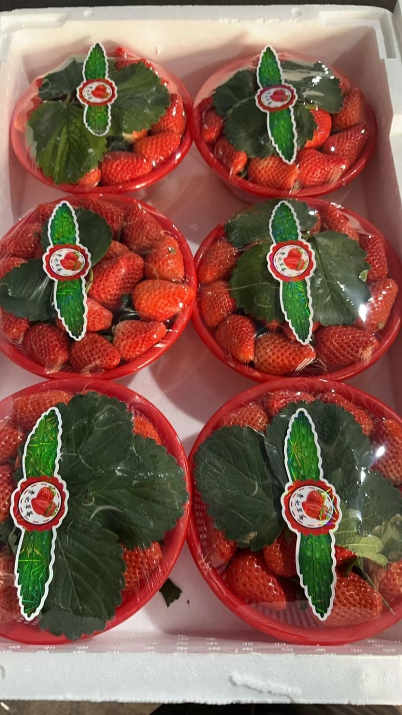 【热卖】精品宁玉草莓，一手货源品质保障可视频看货
