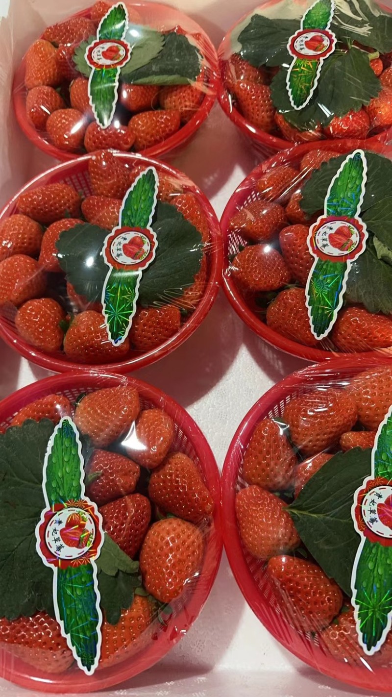 【热卖】精品宁玉草莓，一手货源品质保障可视频看货