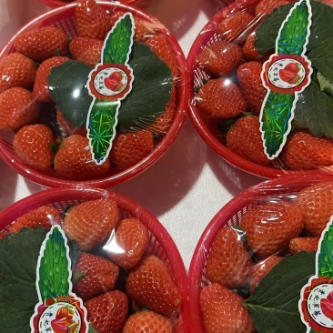 【热卖】河南草莓精品宁玉草莓产地直发一手货源可视频看货