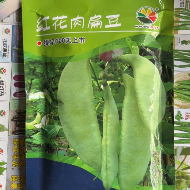 红花肉扁豆提前100天上市，高产抗病