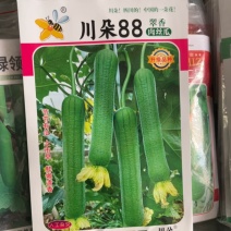 川朵88肉丝嫩丝瓜