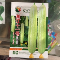 湘江十一号白黄瓜早熟高产春秋可摘