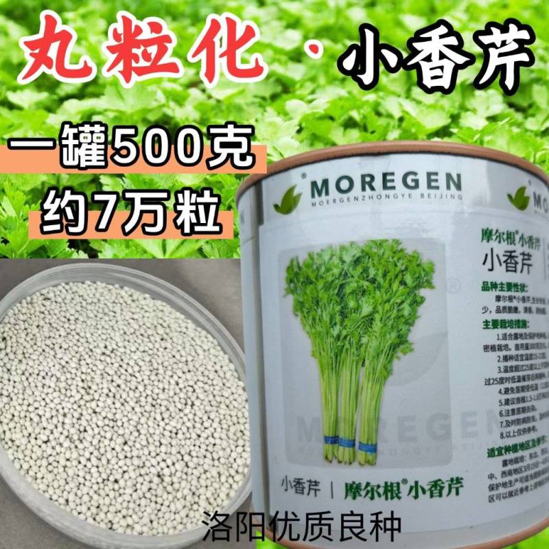 丸粒化小香芹种子速生耐热包衣丸粒小芹菜香芹种子籽孑四季