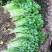 丸粒化小香芹种子速生耐热包衣丸粒小芹菜香芹种子籽孑四季