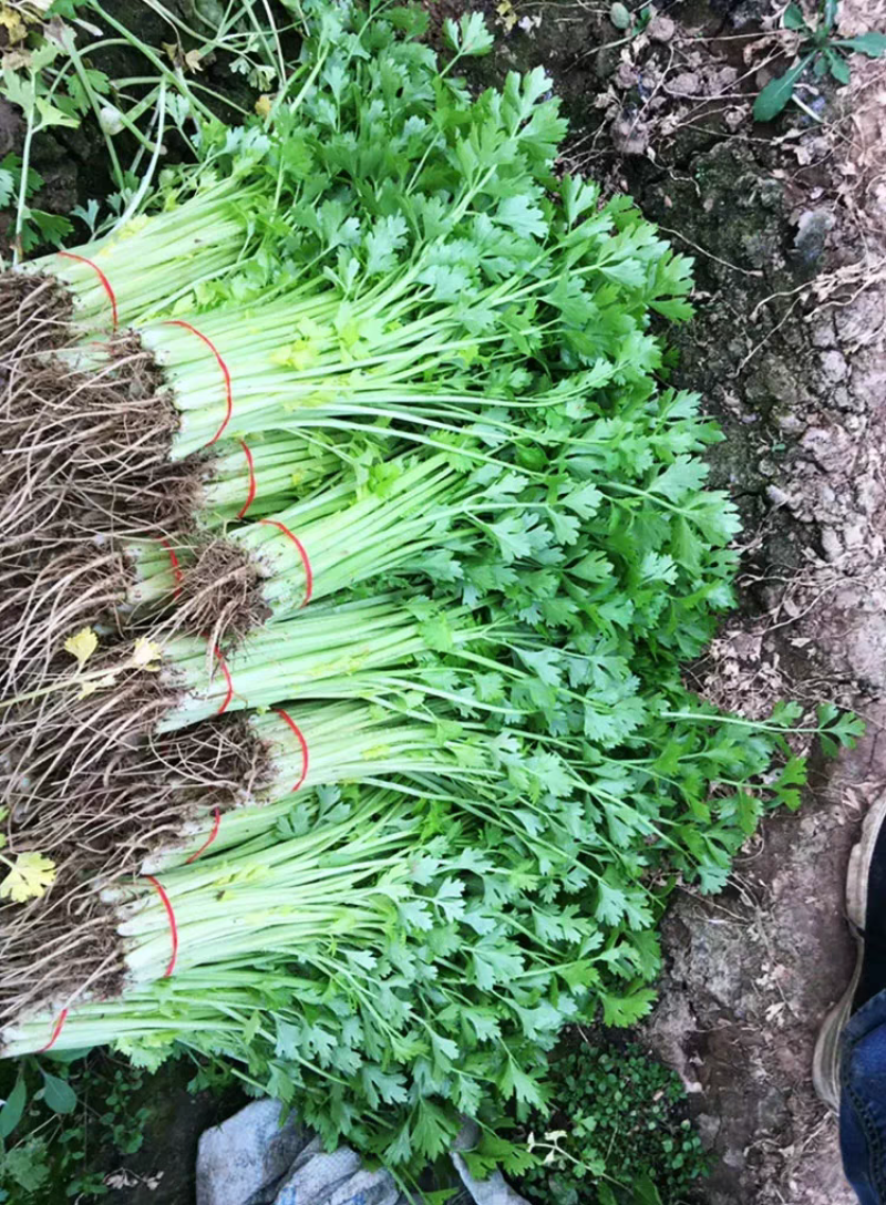 丸粒化小香芹种子速生耐热包衣丸粒小芹菜香芹种子籽孑四季