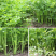 丸粒化小香芹种子速生耐热包衣丸粒小芹菜香芹种子籽孑四季