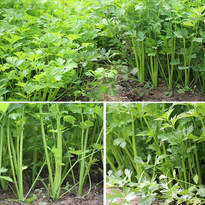丸粒化小香芹种子速生耐热包衣丸粒小芹菜香芹种子籽孑四季