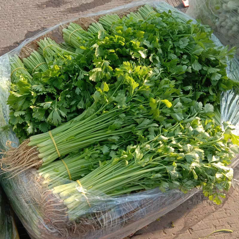 丸粒化小香芹种子速生耐热包衣丸粒小芹菜香芹种子籽孑四季