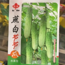 燕白节节瓜水果黄瓜早熟品种