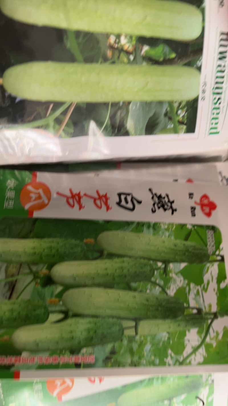 燕白节节瓜水果黄瓜早熟品种