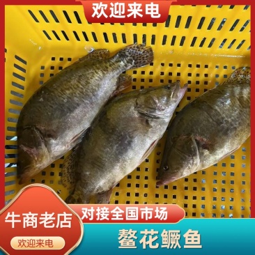 鳌花鳜鱼黑龙江佳木斯辽宁前当铺市场现货提前2天预定