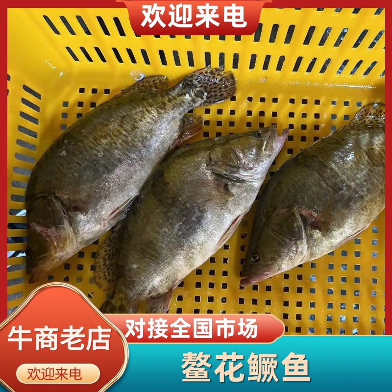 鳌花鳜鱼黑龙江佳木斯辽宁前当铺市场现货提前2天预定