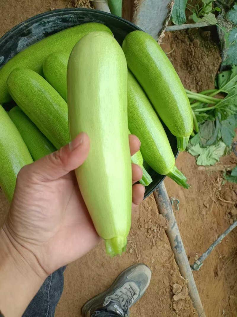 西葫芦，暖棚西葫芦，大棚西葫芦，新西葫芦，角瓜，老西葫芦