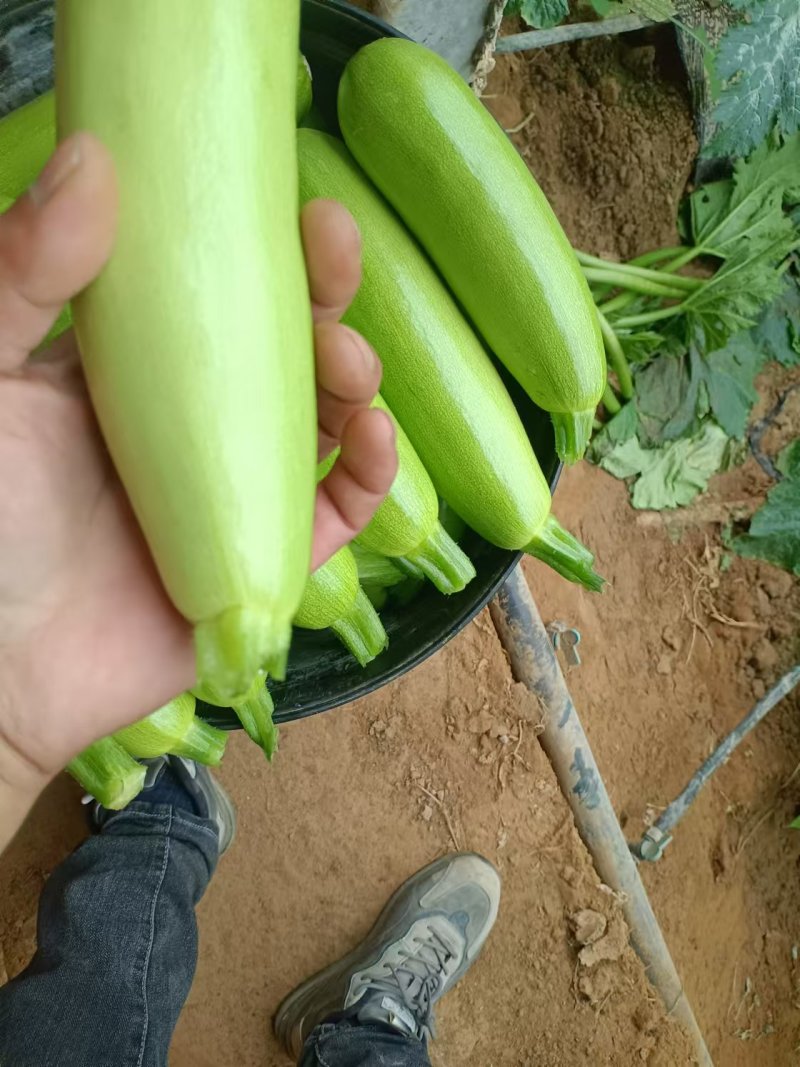 西葫芦，暖棚西葫芦，大棚西葫芦，新西葫芦，角瓜，老西葫芦