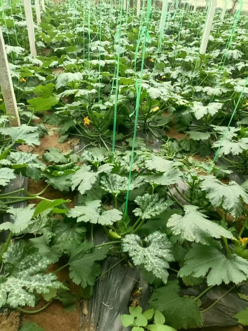 西葫芦，暖棚西葫芦，大棚西葫芦，新西葫芦，角瓜，老西葫芦