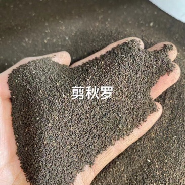 剪秋罗种子厂家货源批发价格全国发货价格便宜欢迎下单咨询