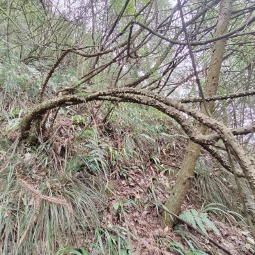 贵州飞龙掌血中药材野生见血飞勒沟散血丹三百棒