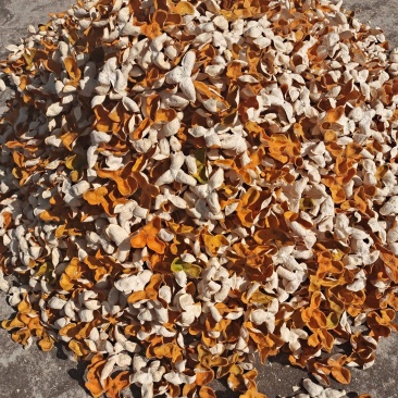 正宗茶枝柑陈皮