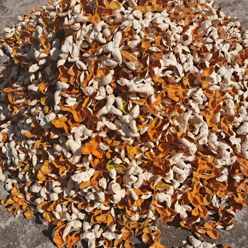 正宗茶枝柑陈皮