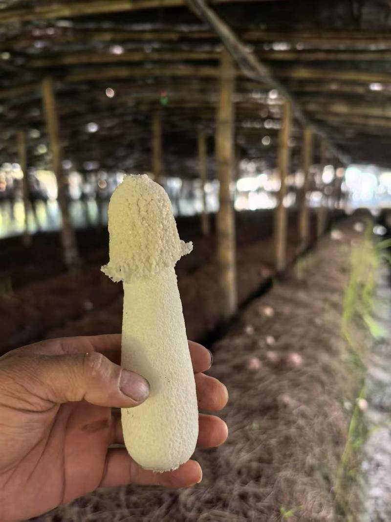 贵州红托竹荪产地直发量大从优干货蘑菇