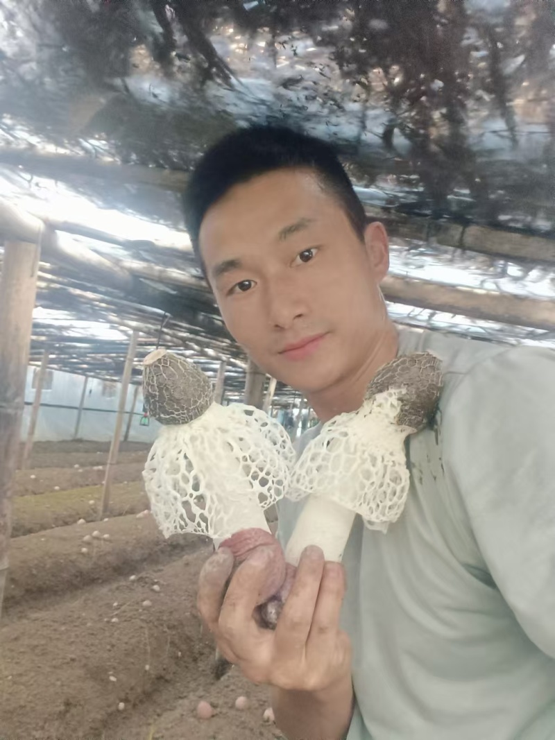 贵州红托竹荪产地直发量大从优干货蘑菇