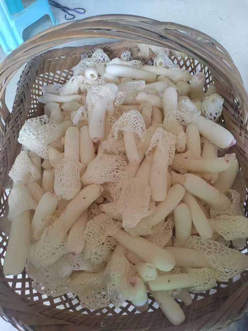 贵州红托竹荪产地直发量大从优干货蘑菇