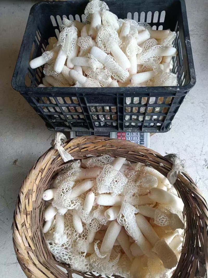 贵州红托竹荪产地直发量大从优干货蘑菇