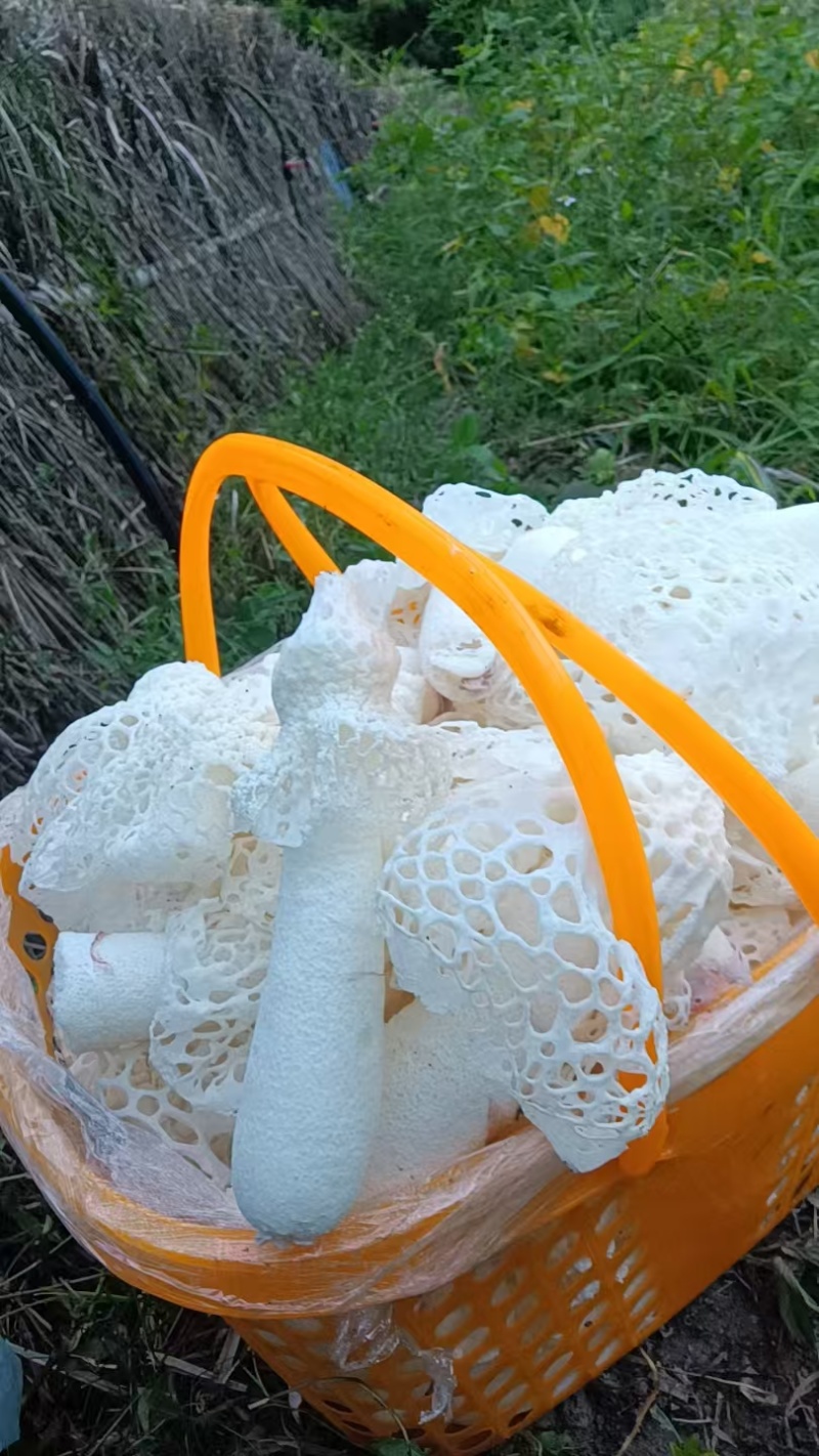 贵州红托竹荪产地直发量大从优干货蘑菇