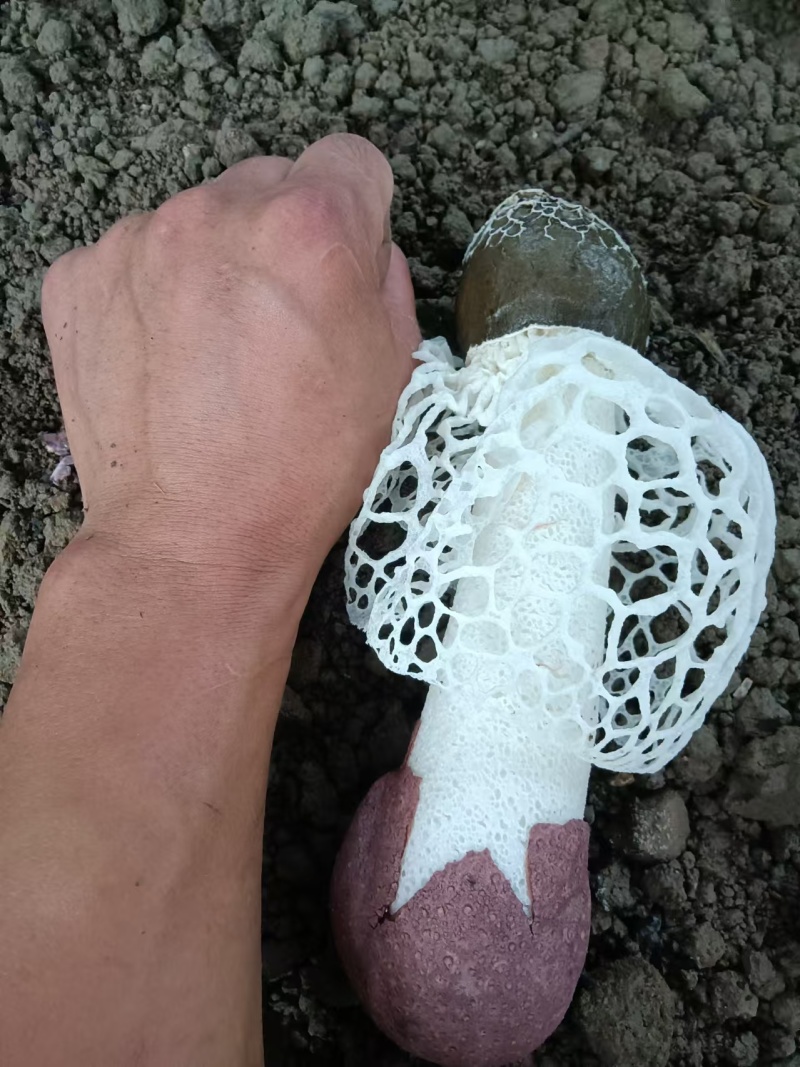 贵州红托竹荪产地直发量大从优干货蘑菇