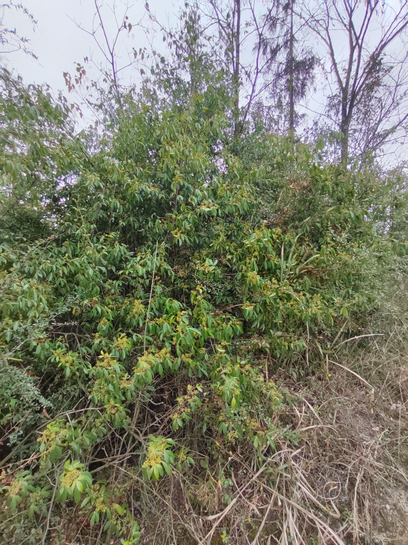 贵州飞龙掌血中药材野生见血飞勒沟散血丹三百棒