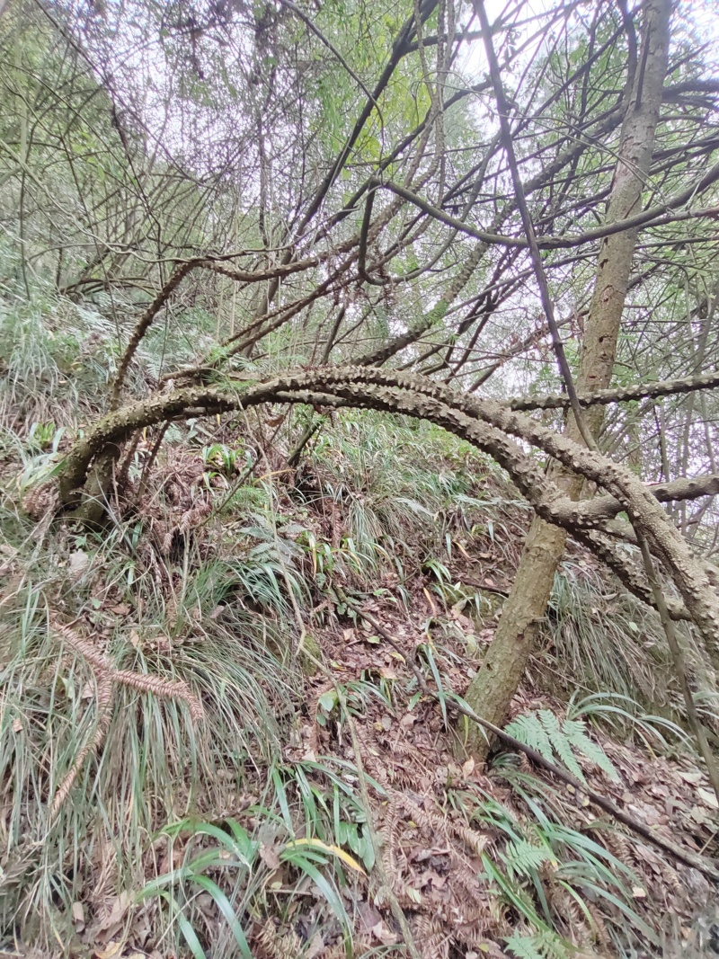 贵州飞龙掌血中药材野生见血飞勒沟散血丹三百棒