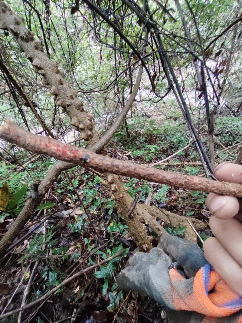 贵州飞龙掌血中药材野生见血飞勒沟散血丹三百棒