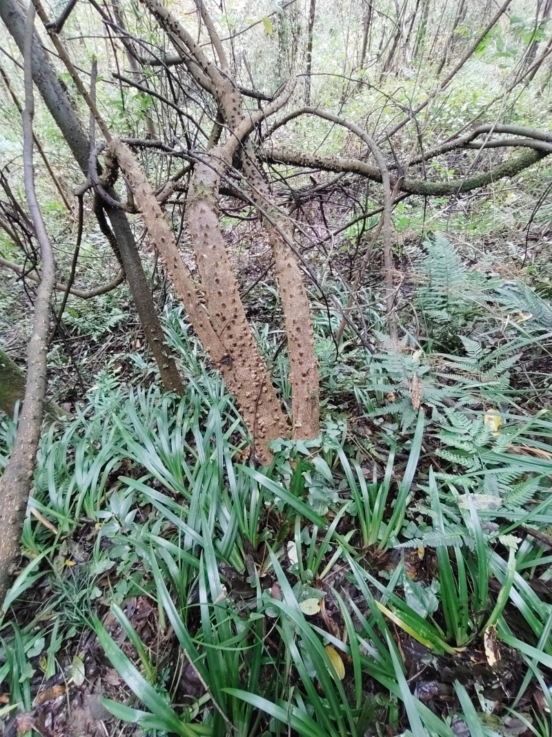 贵州飞龙掌血中药材野生见血飞勒沟散血丹三百棒