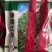 绿领红帅长豇豆角，适宜春夏秋播种。