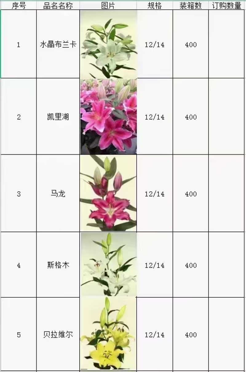 精品百合种球品种多样厂家一手货源发货品种纯正欢迎下单