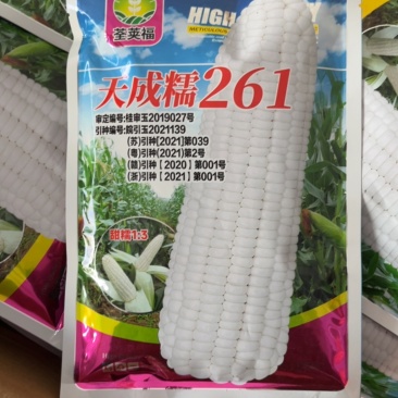 天成糯261白玉米