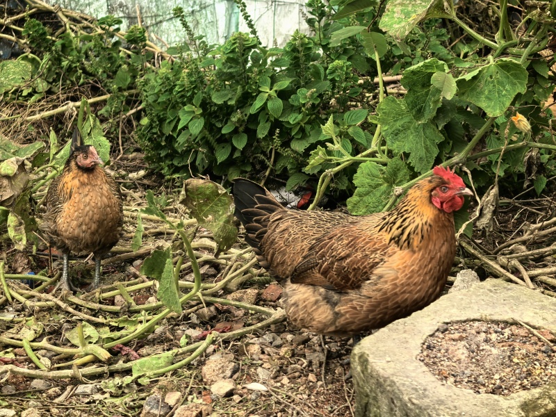 土鸡农家散养柴鸡一年以上走地鸡新鲜