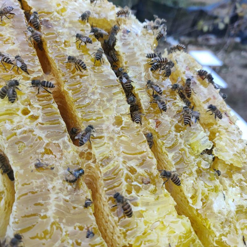 土蜂蜜深山蜂蜜纯正土蜂蜜质量保证