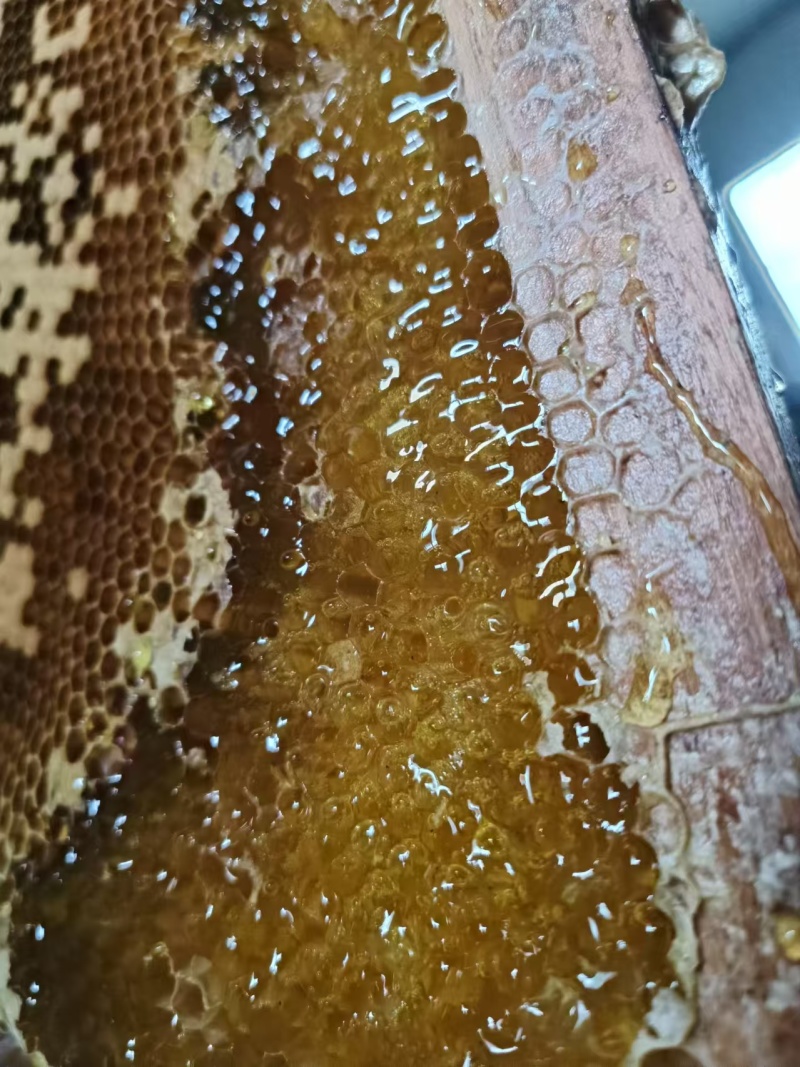 土蜂蜜深山蜂蜜纯正土蜂蜜质量保证