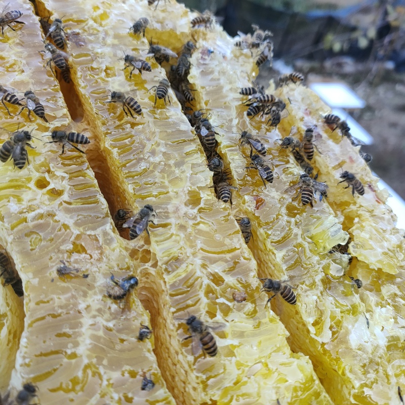 土蜂蜜深山蜂蜜纯正土蜂蜜质量保证