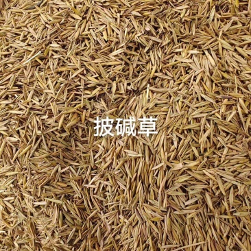 披碱草种子厂家货源批发品质保证价格美丽欢迎下单合作