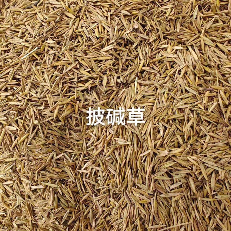 披碱草种子厂家货源批发品质保证价格美丽欢迎下单合作