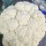 精品有机花菜青梗白面货源充足量大从优质量保证欢迎咨询