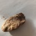 产地直供现挖鸡宝欢迎前来看货长期供应