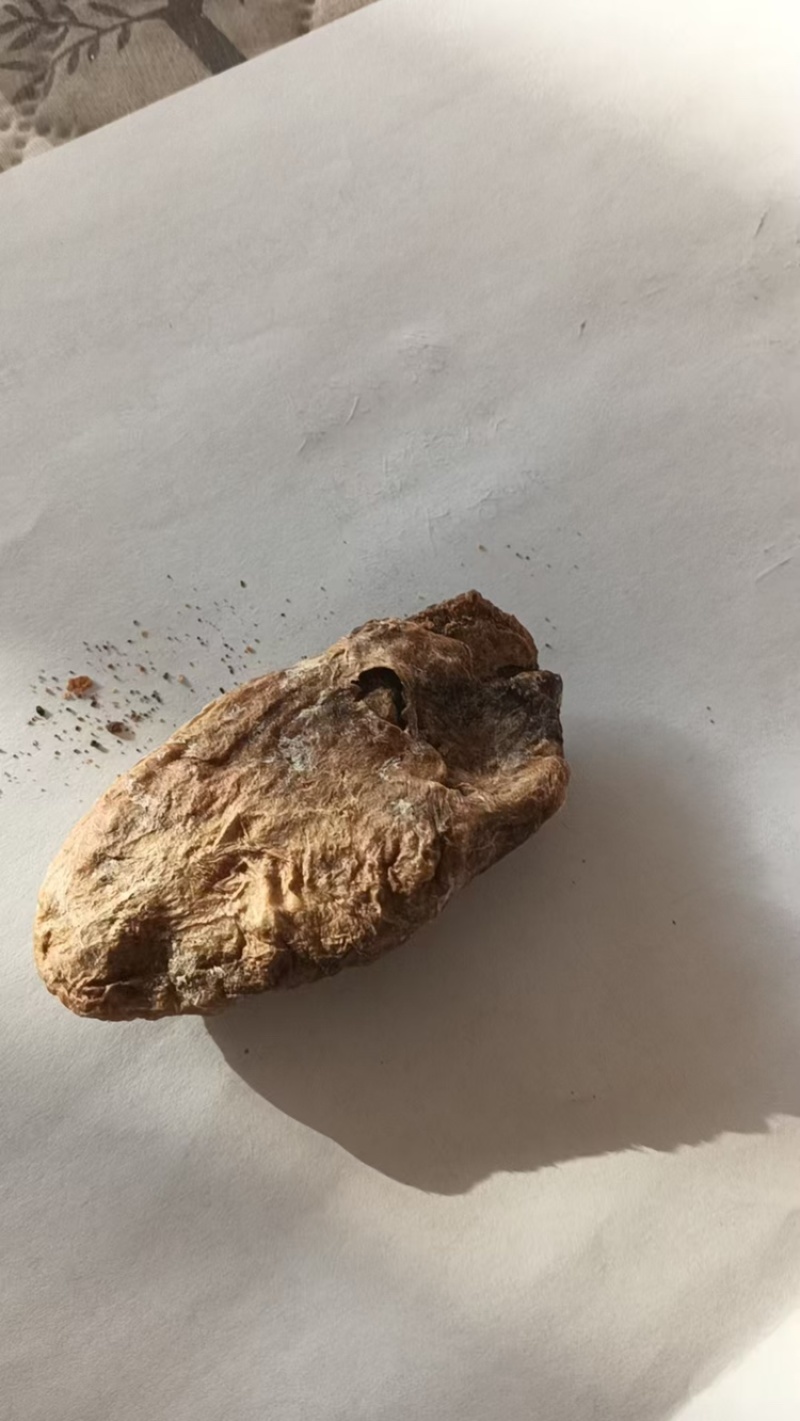 产地直供现挖鸡宝欢迎前来看货长期供应