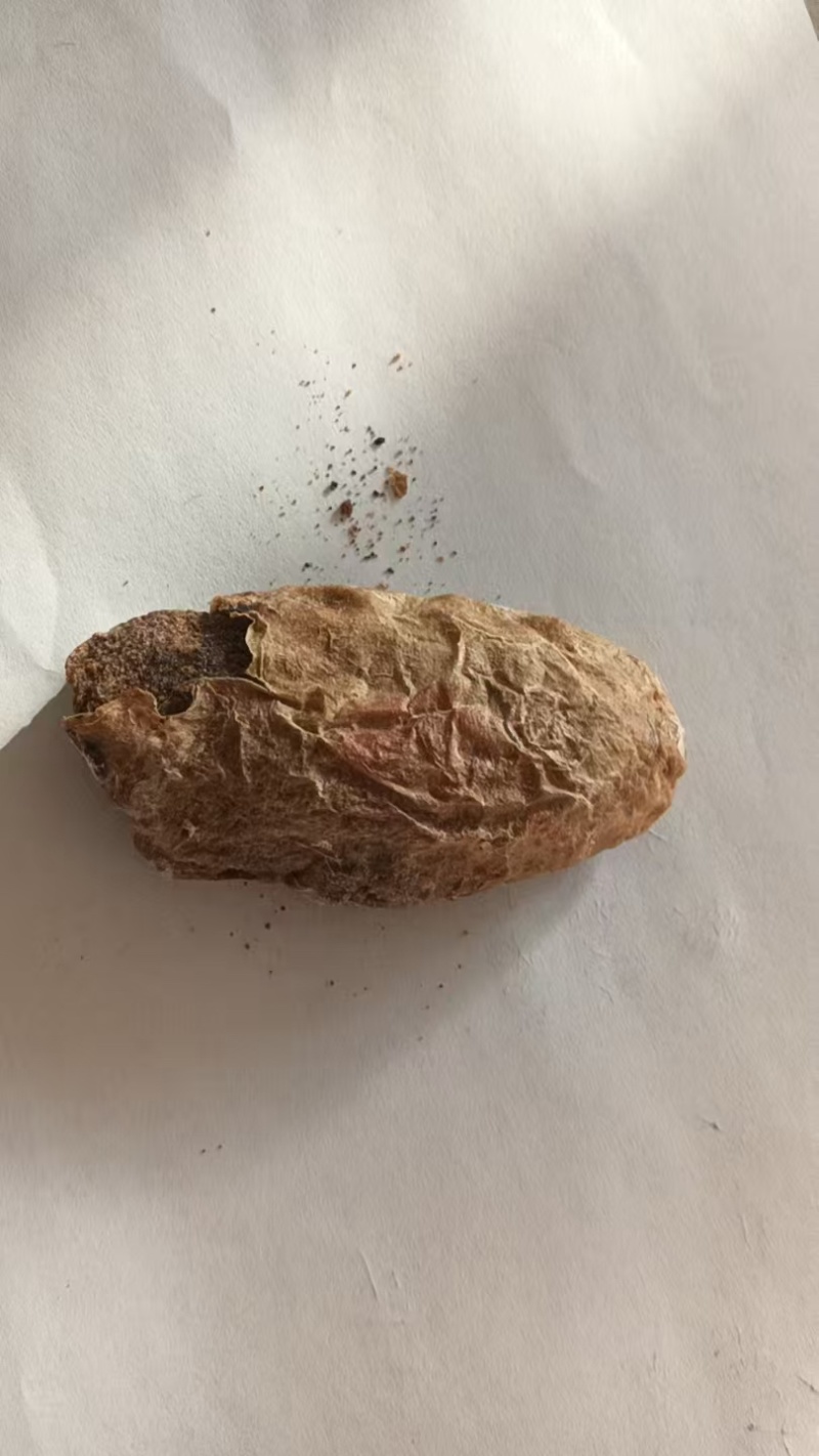 产地直供现挖鸡宝欢迎前来看货长期供应